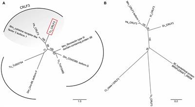 The Insect Ortholog of the Human Orphan Cytokine Receptor CRLF3 Is a Neuroprotective Erythropoietin Receptor